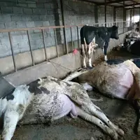 پیگیری قضایی برای کشف علت مسموم‌سازی دام‌ها در بابل آغاز شد