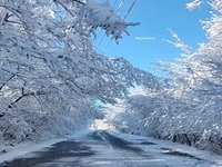 طبیعت برفی جاده رویایی در دهکده غرق در مه