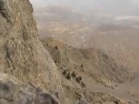 مشاهده خانواده خرس قهوهای در دنا