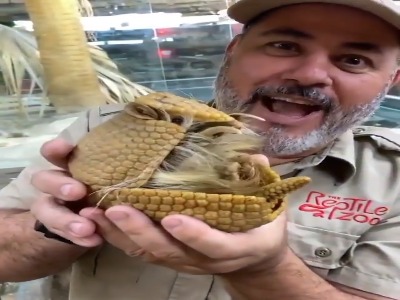 آرمادیلو، پستاندار زرهدار کوچک