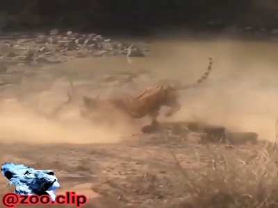 کمین بی نظیر ببر برای گوزن نگون بخت و شکار آن!