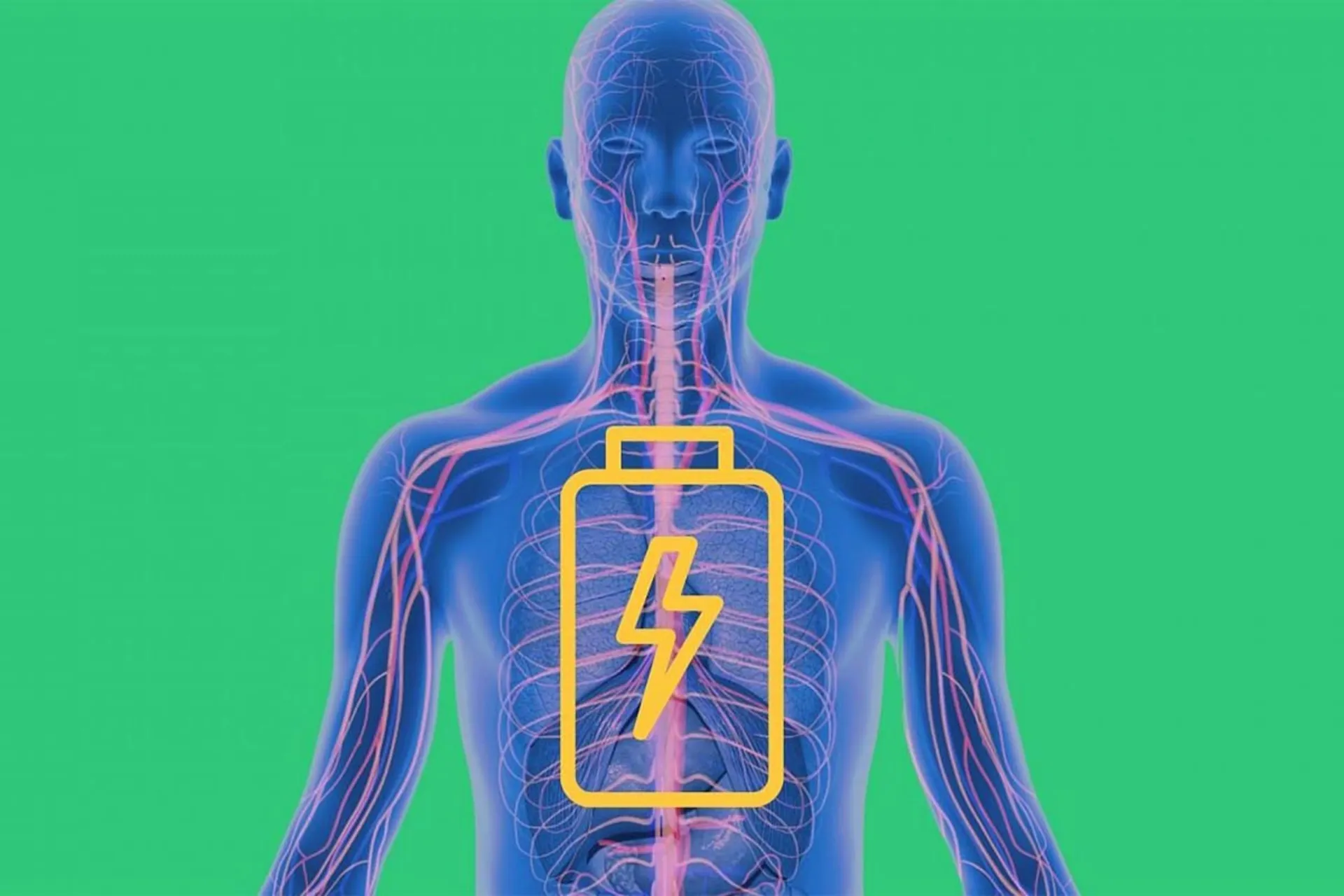 عواملی که در تنظیم سطح انرژی بدن تاثیر گذار هستند