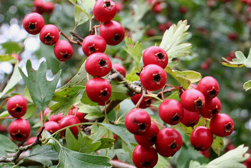 طبیعی ترین جرمگیر فوری دندان!