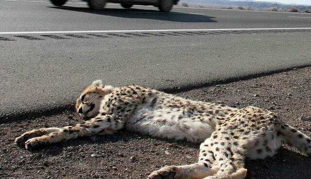 گزارش فنی کاهش تلفات جادهای یوز روی میز وزارت راه