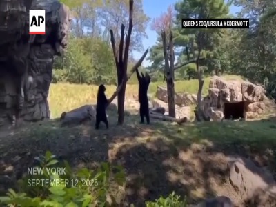 تصاویر دیدنی از الاکلنگبازی توله خرسها