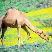 چرای شترها زیر باران و در طبیعت سرسبز مکه