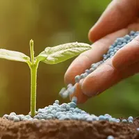 کود شیمیایی «نایاب» شد