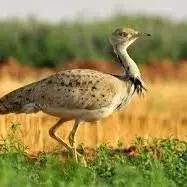 ثبتی زیبا از غذاخوردن پرندۀ در خطر انقراض ، هوبره