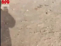 جزئیات تکان دهنده پرونده کشف ۳ تن گوشت الاغ در تهران