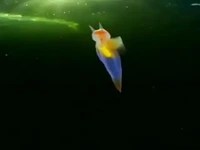 تا حالا فرشته دریایی دیده بودید!