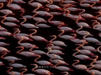 ویدئویی دیدنی از فلامینگوهای میانکاله