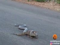 تلاش عجیب مار کبرا برای شکار بزمجه در میان جاده!