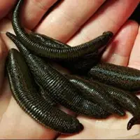 مقابله با بیماری پسوریازیس به کمک «زالو درمانی»