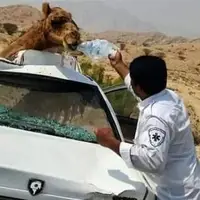 برخورد دو خودروی سواری با ۶ شتر در محور زاهدان - زابل