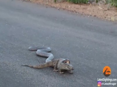 تلاش عجیب مار کبرا برای شکار بزمجه در میان جاده!