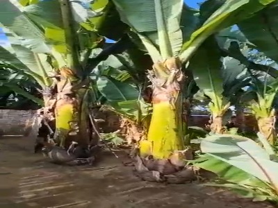 درست کردن پَنکِیک آفریقایی از درخت موز!