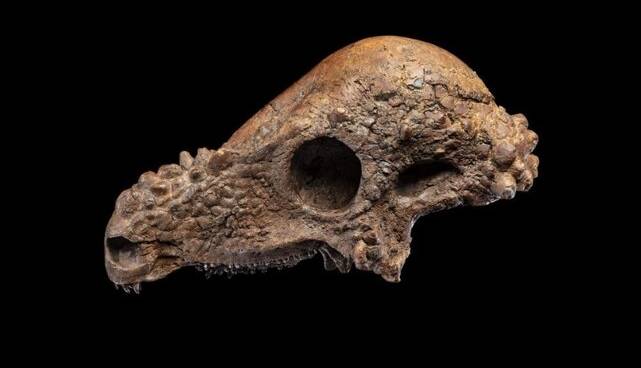 دایناسور ۲ میلیون دلاری در موزه