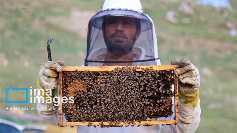 تولید سالانه سه هزار تن عسل در خراسانشمالی با ۱۴۲ هزار کندو