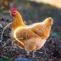 پرواز ناگهانی قیمت مرغ در تهران