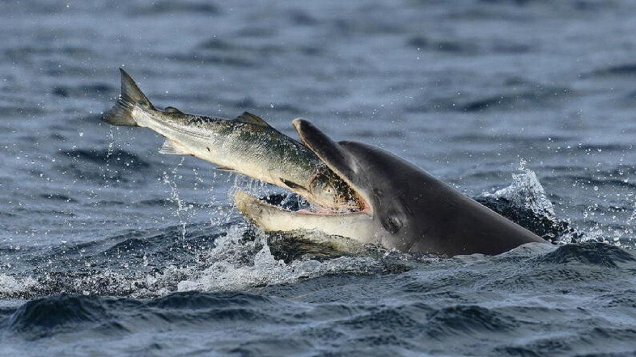 گوناگون/اتحاد غیرمنتظره در اقیانوس: نهنگ قاتل و دلفین با همکاری یکدیگر ماهی شکار میکنند