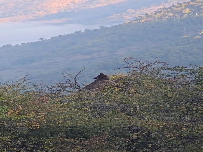 گلابی خوری دیدنی جناب خرس!