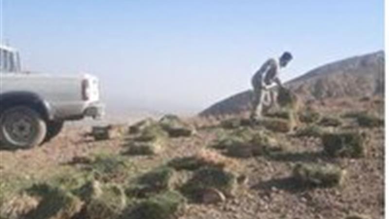 پخش علوفه برای حیات وحش در شاهرود