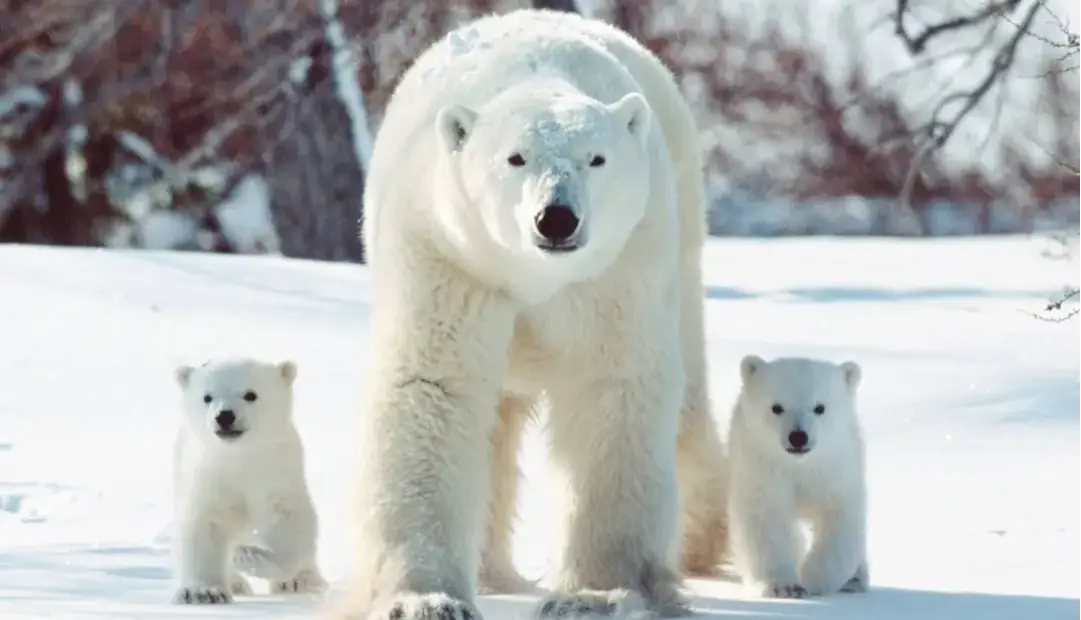خرسهای قطبی ژنهای خود را برای سازگاری با دنیای گرمتر تغییر میدهند