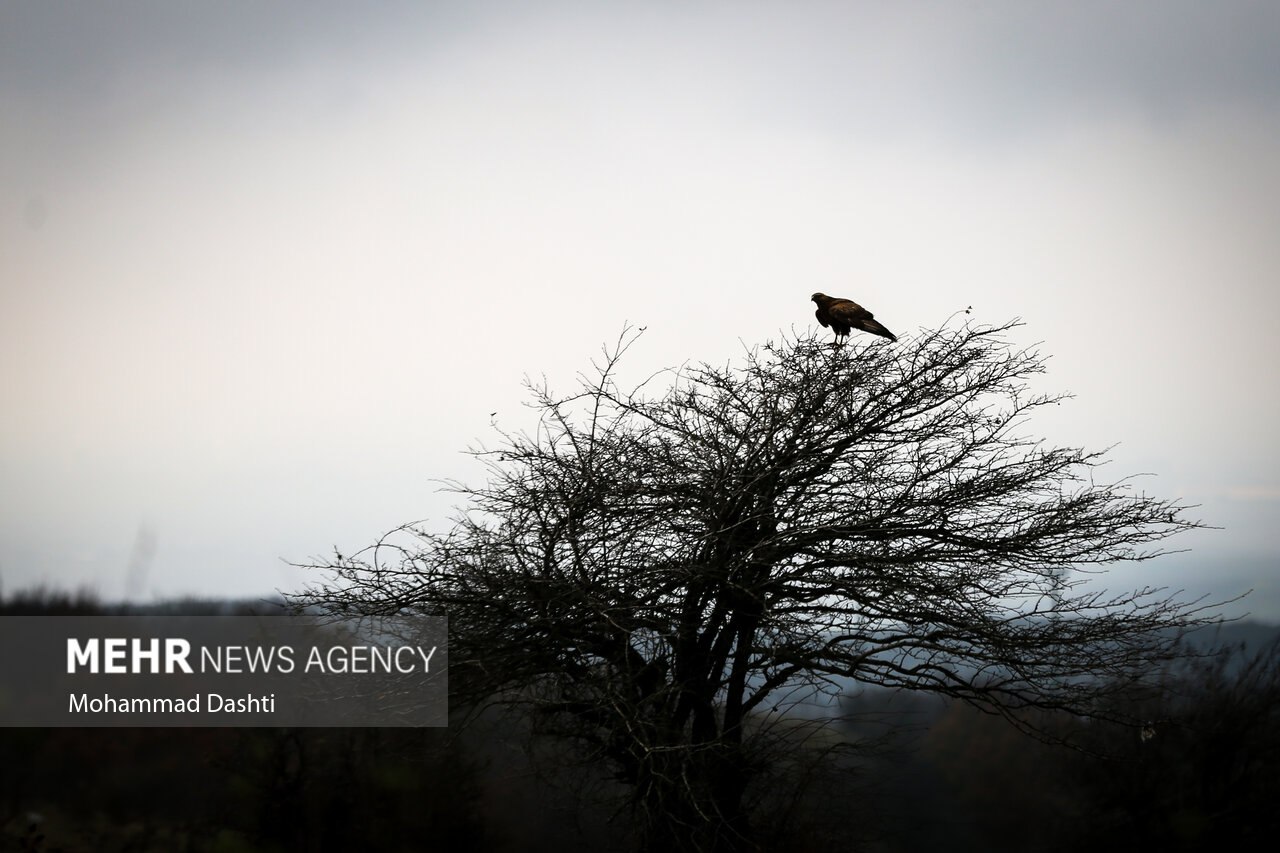 پاییز در جنگل فندقلو نمین