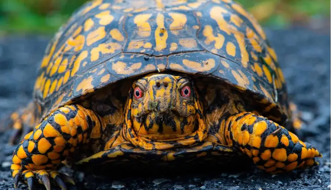 آیا لاکپشتها میتوانند سرشان را کامل درون لاکشان فروببرند؟