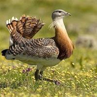 سالن پرواز میشمرغ احداث میشود/ خرید ۲۵ هکتار زمین در زیستگاههای حساس این گونه