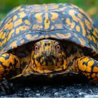 آیا لاکپشتها میتوانند سرشان را کامل درون لاکشان فروببرند؟