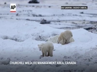 اتفاقی نادر در حیات وحش؛ خرس قطبی یک توله را به فرزندی پذیرفت!