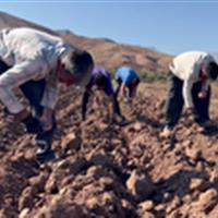 کشت سیبزمینی در هزارو ۴۵۰ هکتار اراضی طارم