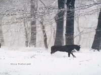 صحنه ای دیدنی از حضور اسبها در برف