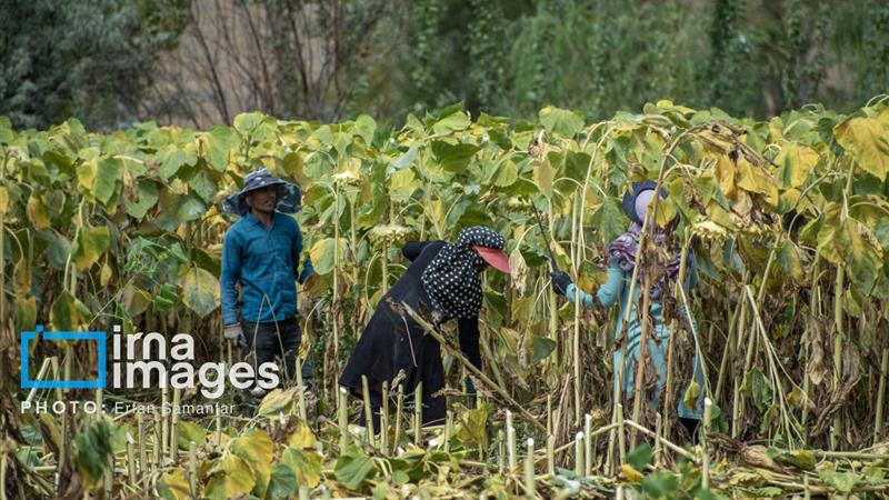 توسعه کشت دانههای روغنی برنامه اولویتدار بخش کشاورزی استان مرکزی است