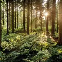 درختها چطور با هم صحبت میکنند؟