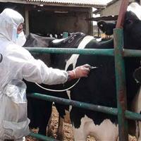 ۲ میلیون و ۲۶۰ هزار راس دام در اردبیل علیه تب برفکی واکسینه شد