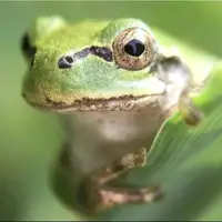 وقتی باکتری روده قورباغه، تومورهای سرطانی را در موشها از بین میبرد!