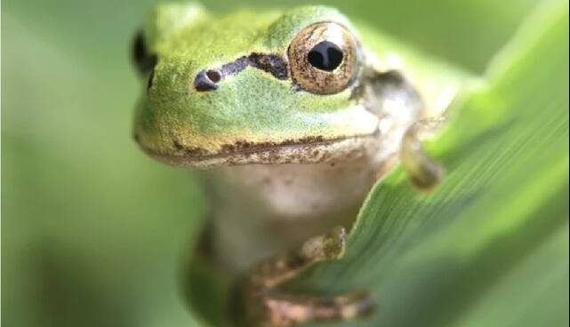 وقتی باکتری روده قورباغه، تومورهای سرطانی را در موشها از بین میبرد!