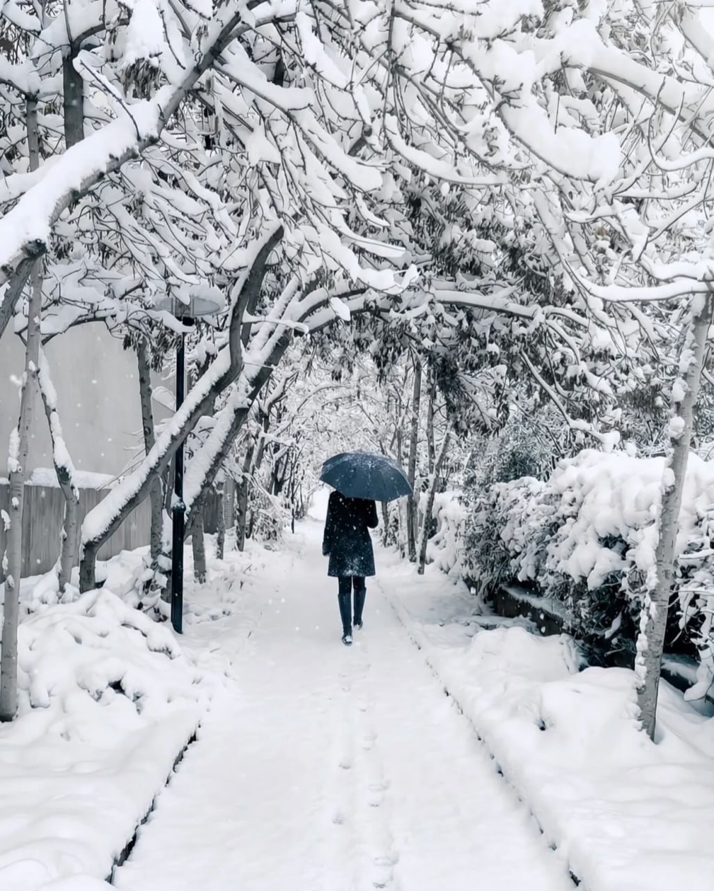 تصویری زیبا از برف در مشهد