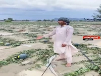 خسارت سنگین سیلاب به مزارع هندوانه جاسک
