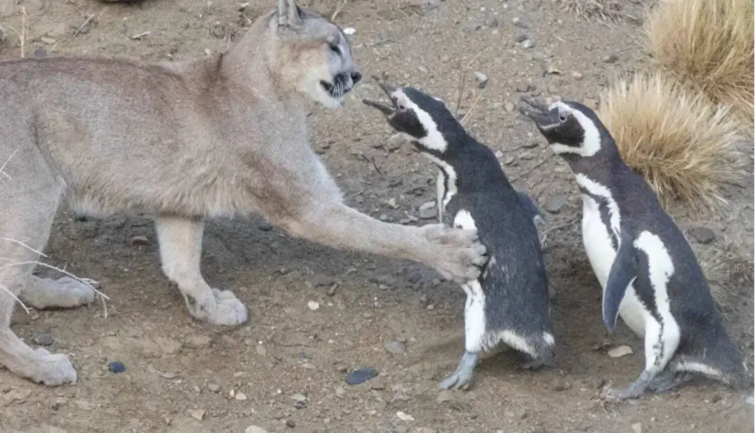 احیای پوما در پاتاگونیا نتیجهای غیرمنتظره داشت؛ حالا پنگوئنها درمعرض تهدید قرار گرفتهاند
