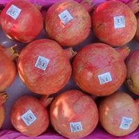 توزیع میوه رایگان بین نیازمندان البرز