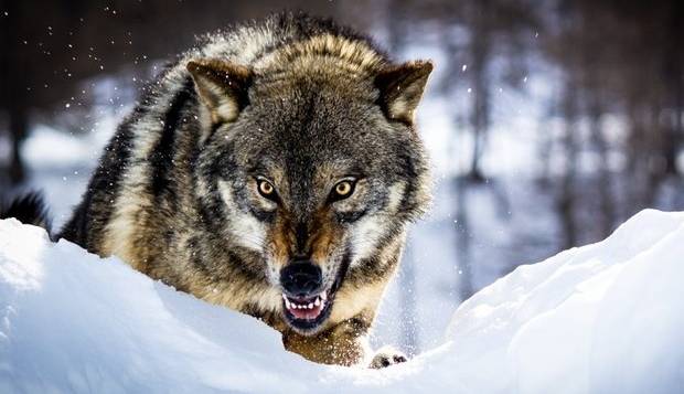 حمله گرگ گرسنه به روستای لمهدرق کلیبر