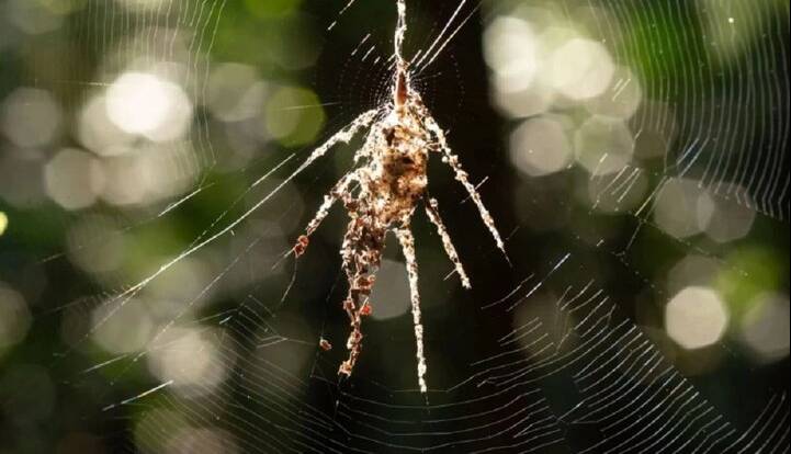 این عنکبوت نسخه جعلی خودش را میبافد