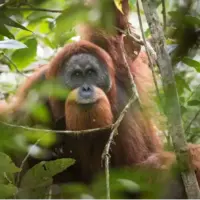 کمیابترین میمون بیدم دنیا یک قدم به انقراض نزدیکتر شد