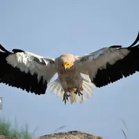 کرکس تیمار شده در منطقه حفاظت شده لیسار گیلان رهاسازی شد