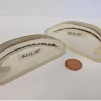 قدیمیترین جانور منفرد دنیا ۵۰۷ سال عمر کرده بود؛ تا آنکه پژوهشگران به اشتباه آن را کشتند