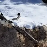 مشاهده همای سعادت در منطقه حفاظتشده قیصری