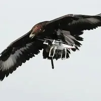 پهپادی در ترکیه طعمه عقاب شد!